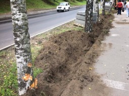 При благоустройстве на Обводном шоссе повреждены деревья