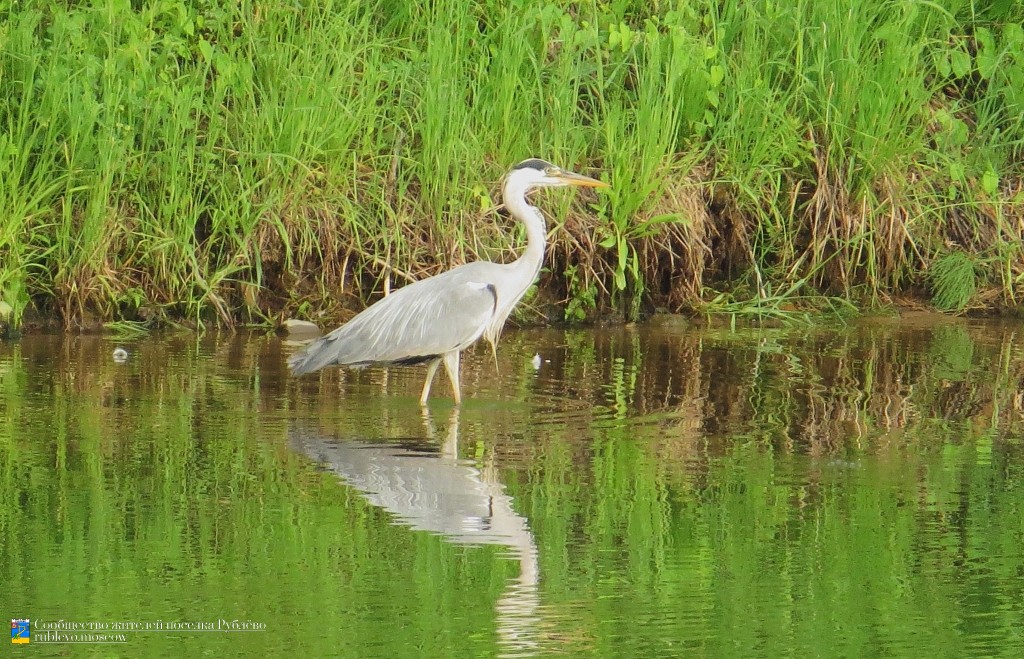 Краснокнижные животные в нашем посёлке Краснокнижные животные в нашем посёлке